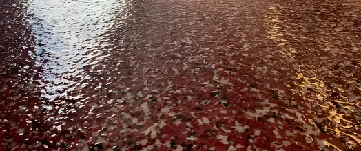 Polyaspartic Floor Coatings In Arizona